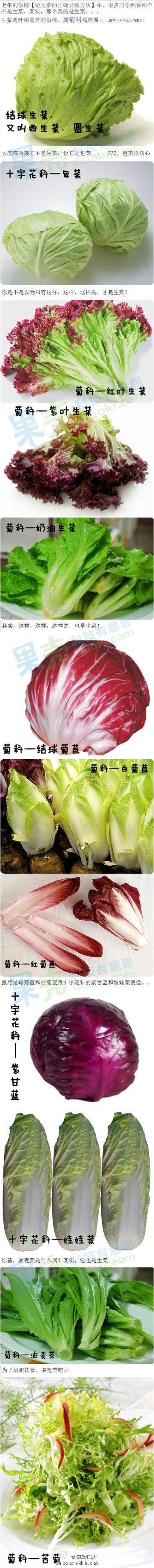 吃货们分不清生菜，其实情有可原