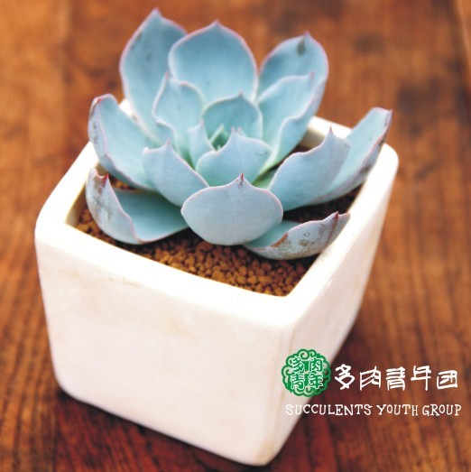 皮氏蓝石莲Echeveria peacocki desmetiana