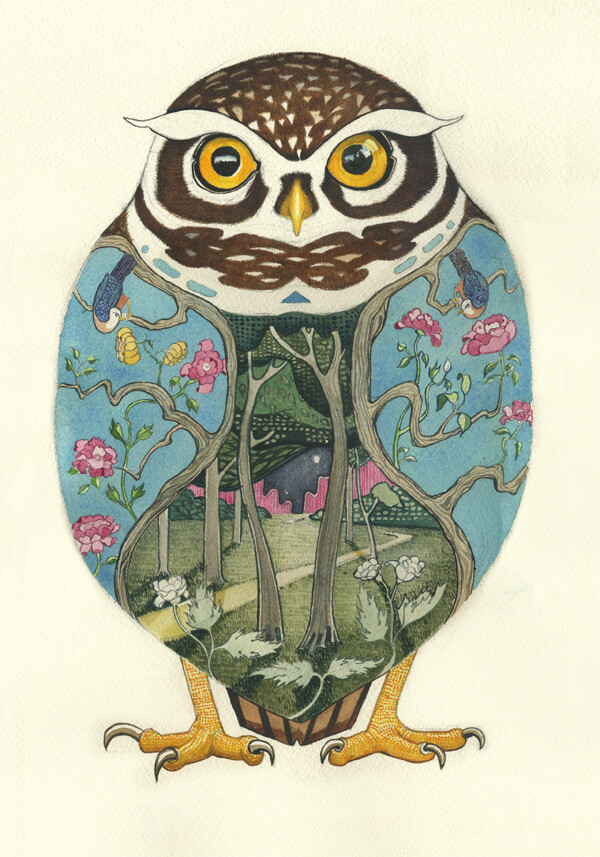 little owl Little Owl by Daniel Mackie