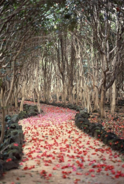 你不愿意种花。 你说，我不愿看见它，一点点凋落； 是的 ，为了避免结束，你避免了一切开始。—— 顾城