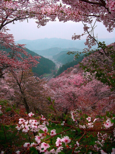 Cherry blossoms, Mount Yoshino, Nara, Japan