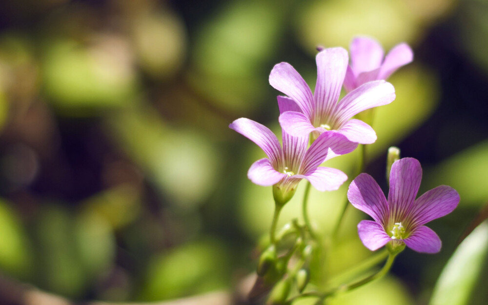 初春的美丽植物电脑壁纸第7张1920×1200下载。