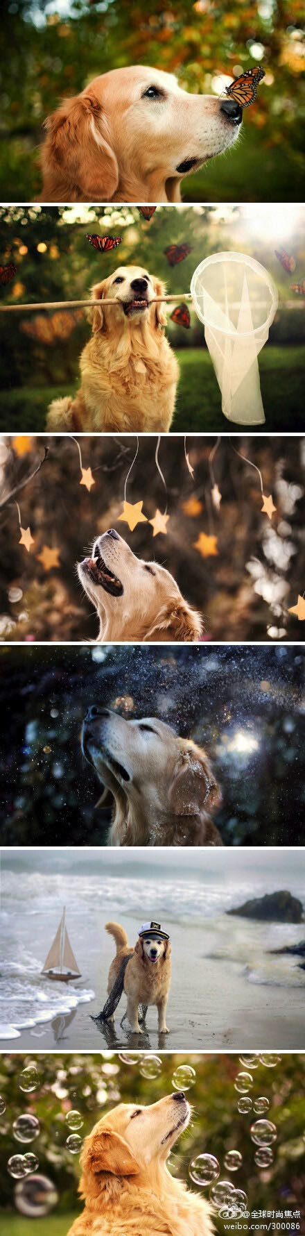 【狗狗的幸福生活】20岁摄影师Candice Sedighan拍摄了一组超有爱金毛寻回犬照片。图中的狗狗被肥皂泡泡、秋叶或蝴蝶围绕着，看起来非常开心，而且很会摆pose 拍照。那张蝴蝶停在狗狗鼻子上的唯美照片，并不是PS的结果。