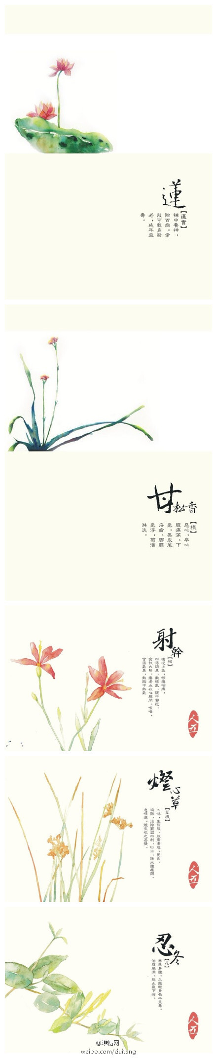 中国风本草，浅淡的笔触中散发着植物的香气