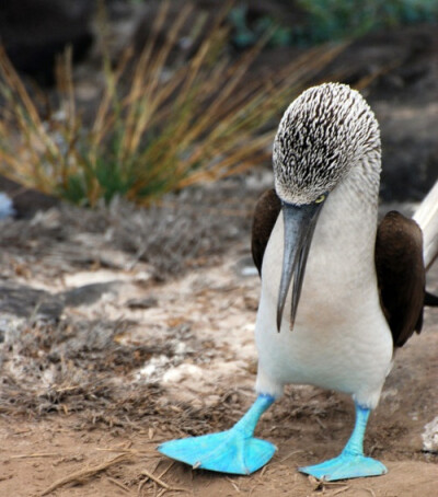 蓝脚鲣鸟（Blue-footed Booby）..