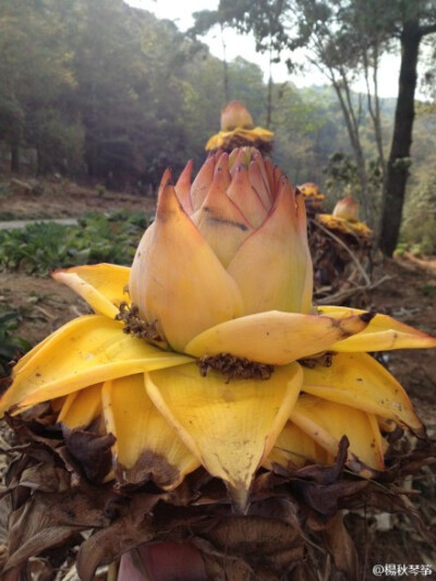 地涌金莲（Musella lasiocarpa），芭蕉科的，先开花后长叶，这些大“花瓣”其实是苞片，苞片咯吱窝处那些黑乎乎的才是真正的花。