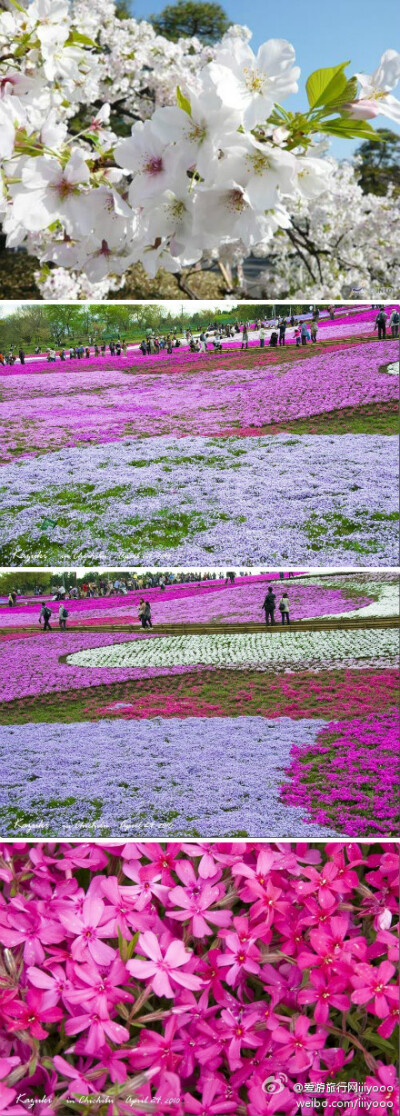 北海道赏花季，爱上那片姹紫嫣红