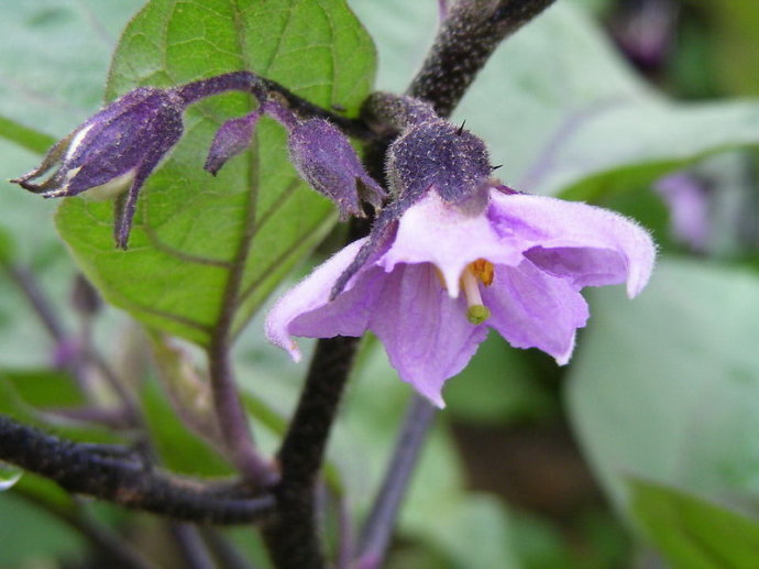 茄子花