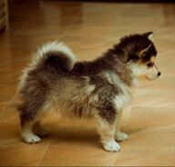 pomsky = pomeranian + husky