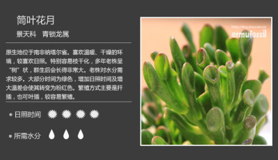 100种常见多肉植物图鉴