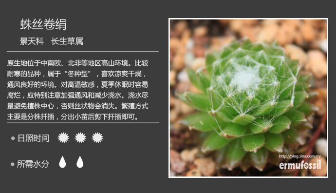 100种常见多肉植物图鉴