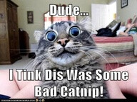 Dude...I tink dis was some bad catnip!