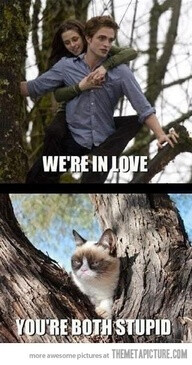 Get em' grumpy cat!