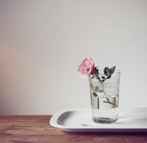 By Joke Gaasendam-Summer Rose