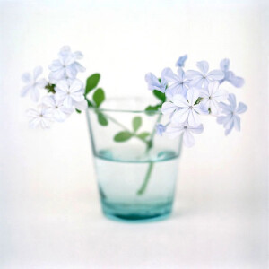 Photography spot：Anne Naumann  Flowers