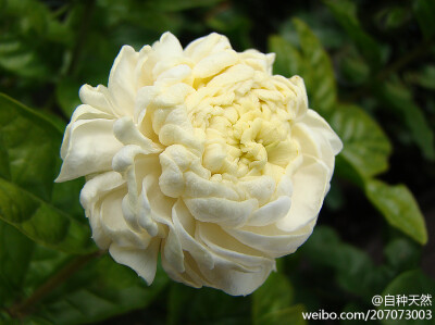 好一朵美丽的茉莉花！ { 重瓣茉莉，学名：Jasminum sambac 'Grand Duke of Tuscany'，摄影：mondomuse }