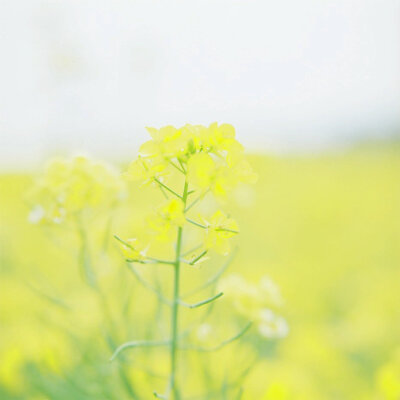 油菜花~