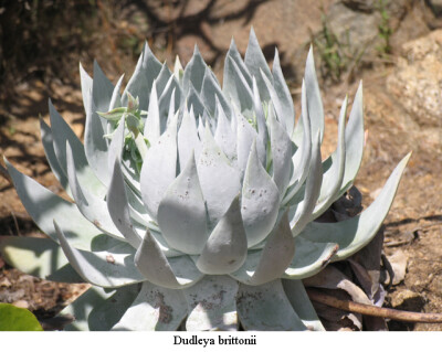 Dudleya brittonii