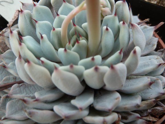 Echeveria cuspidata var gemmula