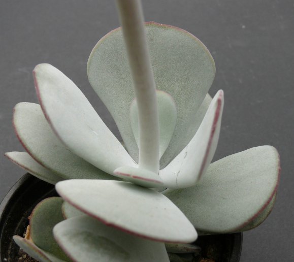 Cotyledon orbiculata