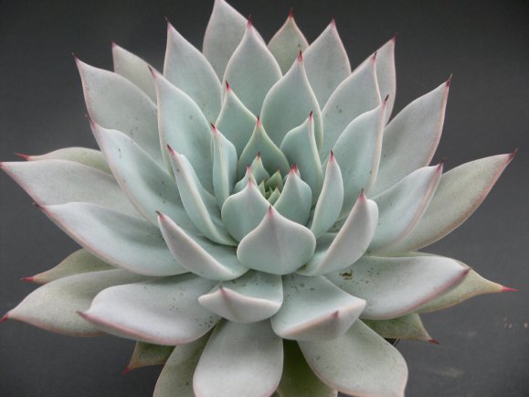 Echeveria cuspidata