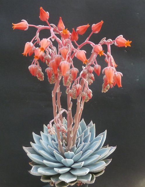 Echeveria cuspidata Parrasensis.Parras