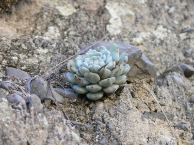 Echeveria cuspidata var zaragozae