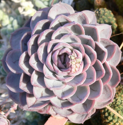 Echeveria elegans.-.San Luis Potosi