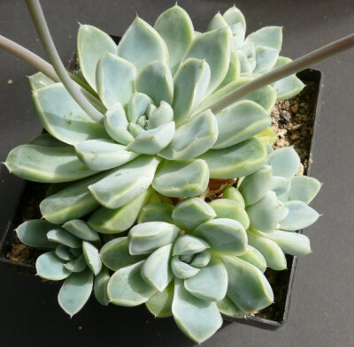 Echeveria elegans 'Albicans