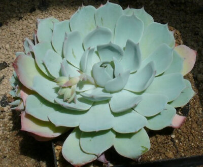 Echeveria elegans.El Chico