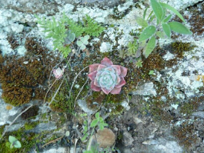 Echeveria elegans 'Albicans