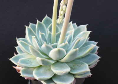 Echeveria halbingeri var sanchez-mejoradae