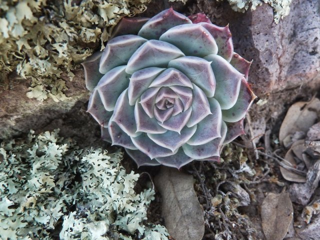 Echeveria halbingeri var sanchez-mejoradae.Ahualulco.SLP