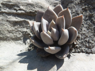 Echeveria humilis.Rio Toliman