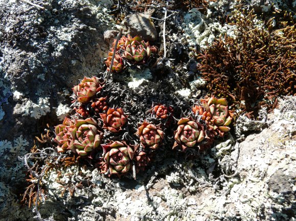 Echeveria longissima var aztatlensis