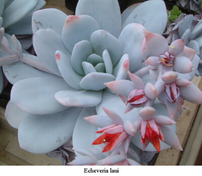 Echeveria laui