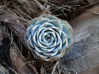 Echeveria peacockii