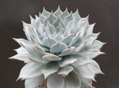 Echeveria peacockii