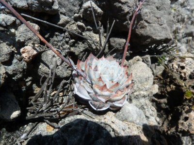 Echeveria peacockii.Sant Ana Teloxtoc