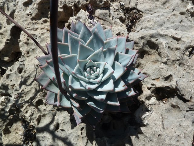 Echeveria peacockii.Sant Ana Teloxtoc