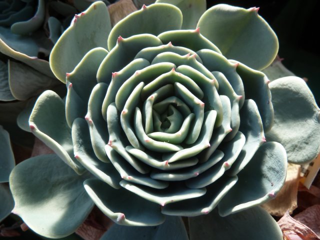 Echeveria secunda.Tenango de Dolor.