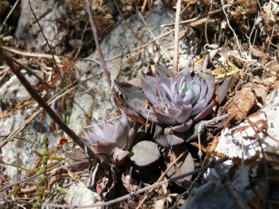 Echeveria sessiliflora.Trinitaria