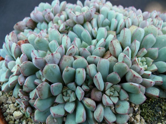 Echeveria subcorymbosa LAU