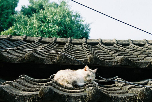 坐在屋顶上发呆 。(ˇωˇ唯媛}