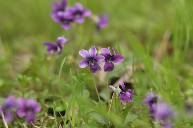 紫花地丁