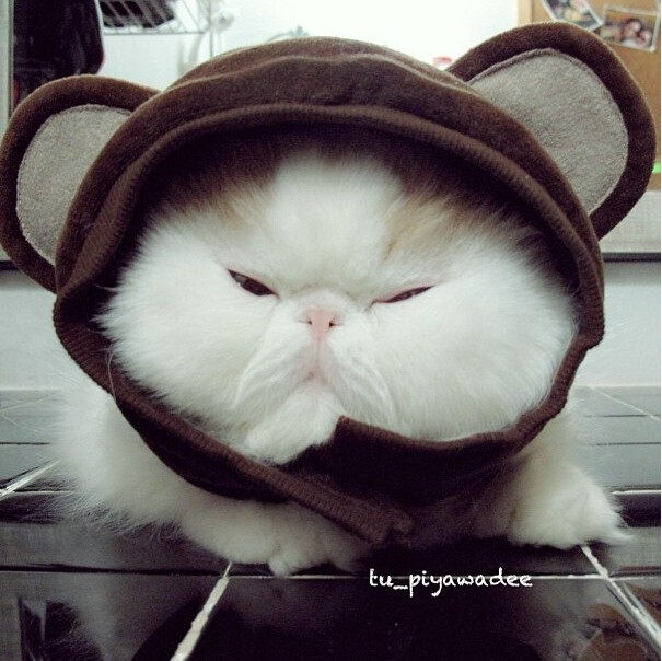 一只喜欢戴帽子的猫猫~
