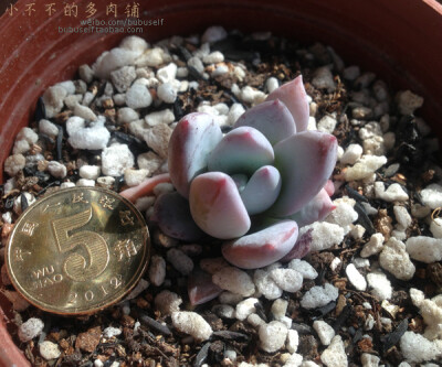 霜之朝 [Echeveria sp. SIMONOASA] 多肉植物