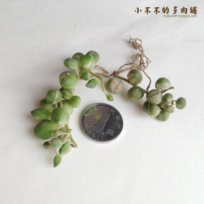 佛珠锦/绿之铃/翡翠珠 [Senecio rowleyanus] 多肉植物 景天科