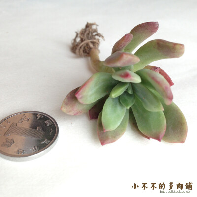 红稚莲 [Echeveria Macdougallii] 多肉植物 景天科