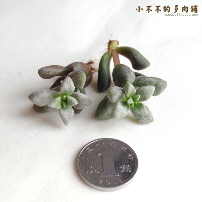 白鹭 [Crassula deltoidea] 多肉植物 景天科